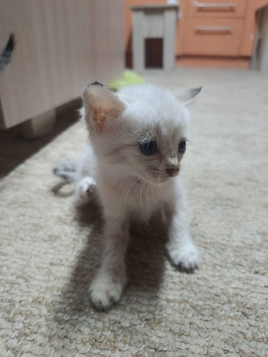 Отдам котят в добрые руки!