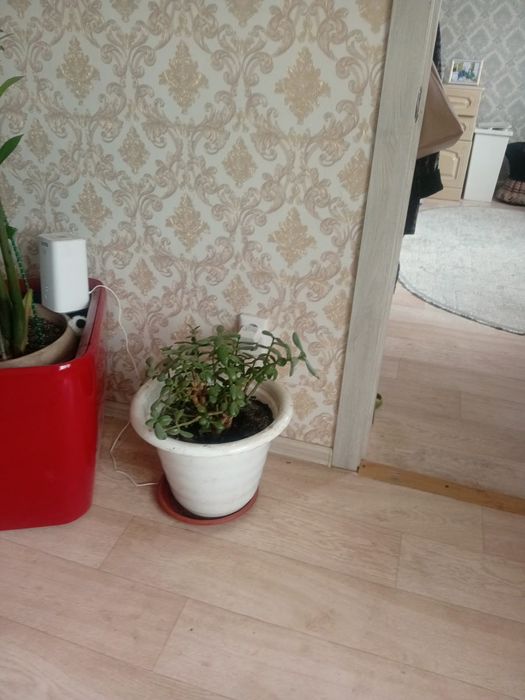 Продам цветы  цены 55000