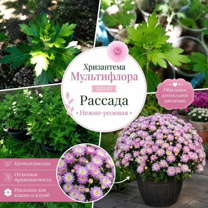 Хризантема мультифлора