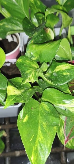 Продам цветы комнатные