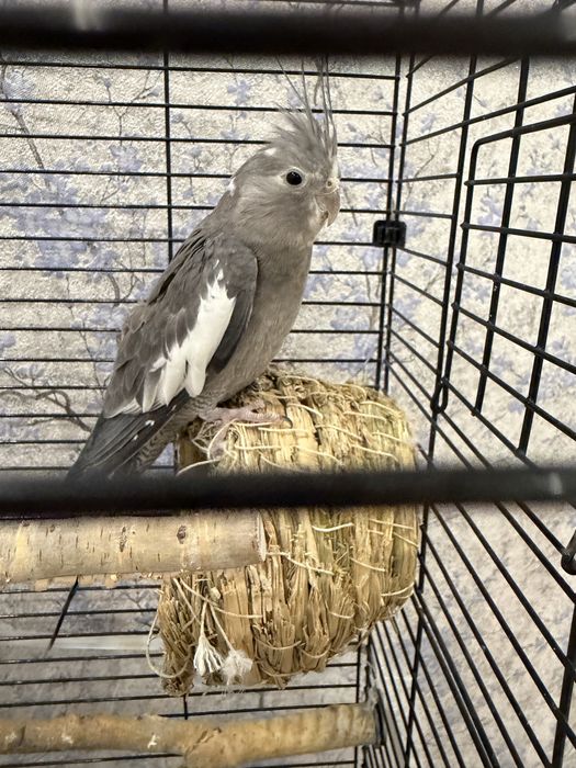 Продам срочно кореллу