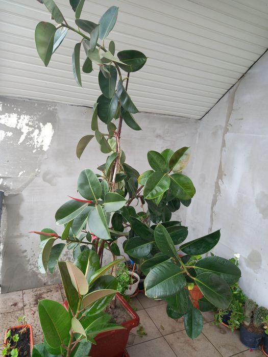 Plantă de ficus.sănătoasă și viguroasă..