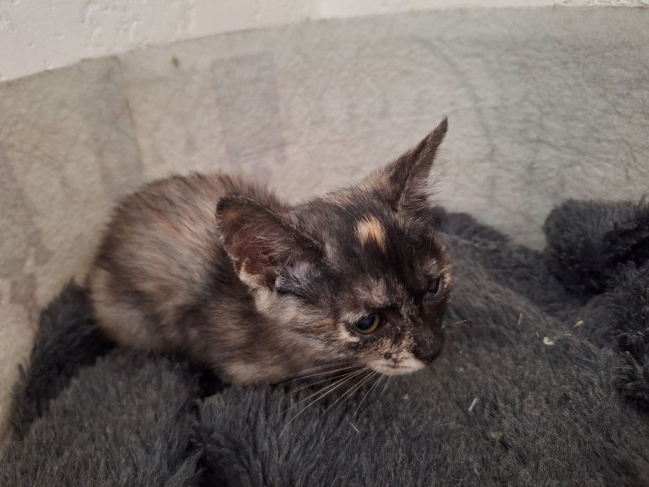 Отдам котёнка(девочку]