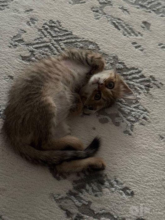Отдам котенка в хорошие руки