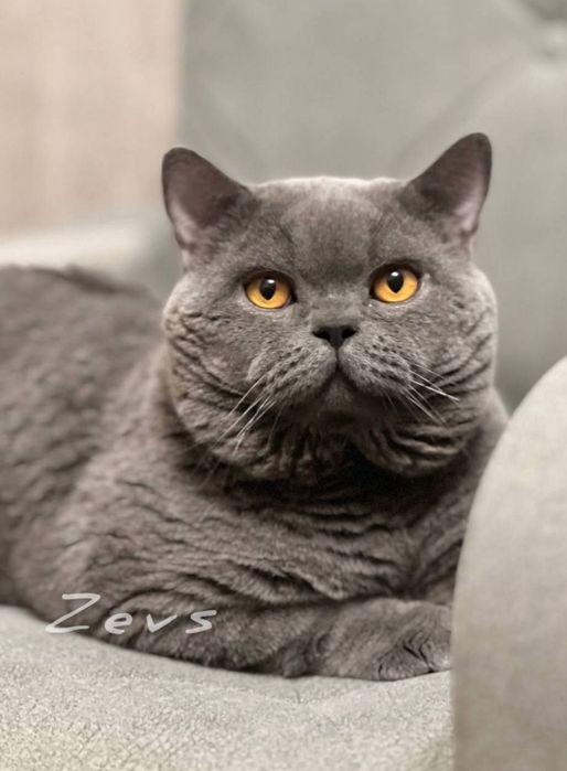 Продаётся чистокровный мальчик 
Скотиш страйт 
Голубого окраса
Родился