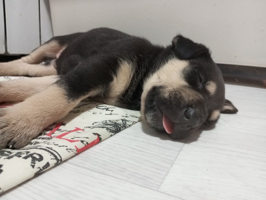 В добрые руки щенок