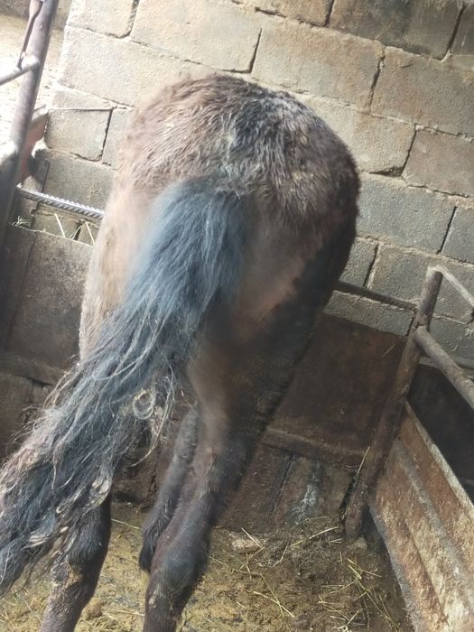 Продам жабагы 11месяц