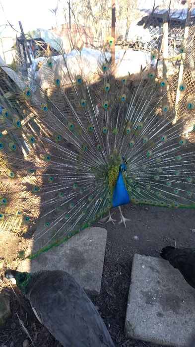 Vand PAUNI MATURI pe producție