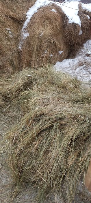 Продам сено, шөп сатамын