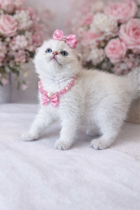 Продаются породистые котята шиншилла