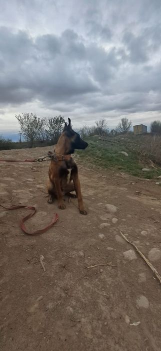 Белгиская окарачка