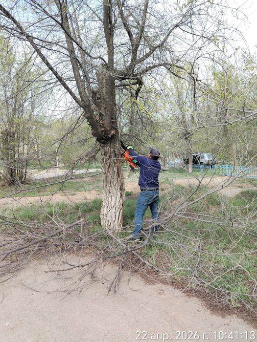Ағаш, тал кесу актобе