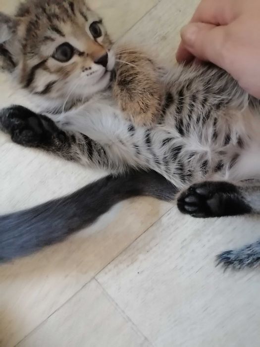 Ухоженные котята от хорошей мамы