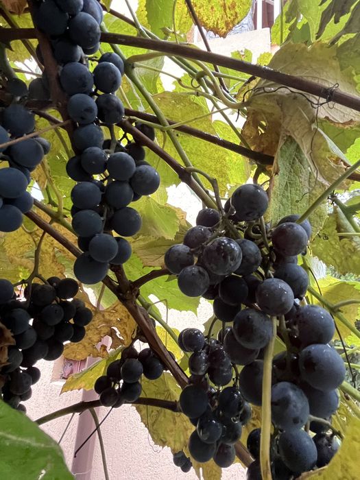 Struguri foarte aromati Izabela pentru vin rosu