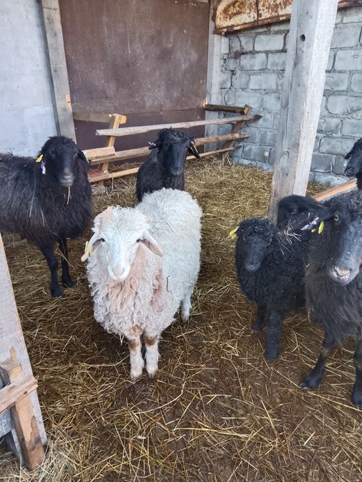 Продам кошкарчиков этого года