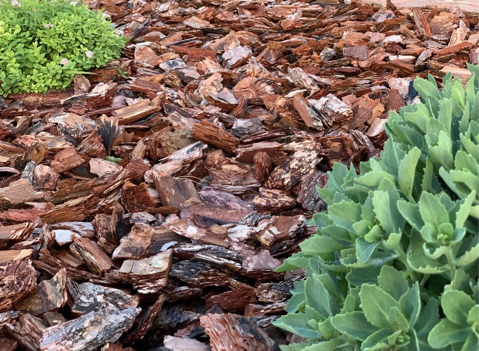 Мульча березовая кора