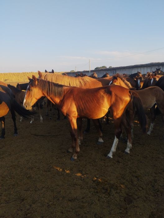Продам 2х 1.5годавалых жеребчиков