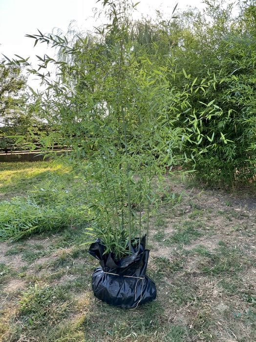 Tufă Bambus Phyllostachys 1.5-1.8m – Înfrunzit, efect vizual instant