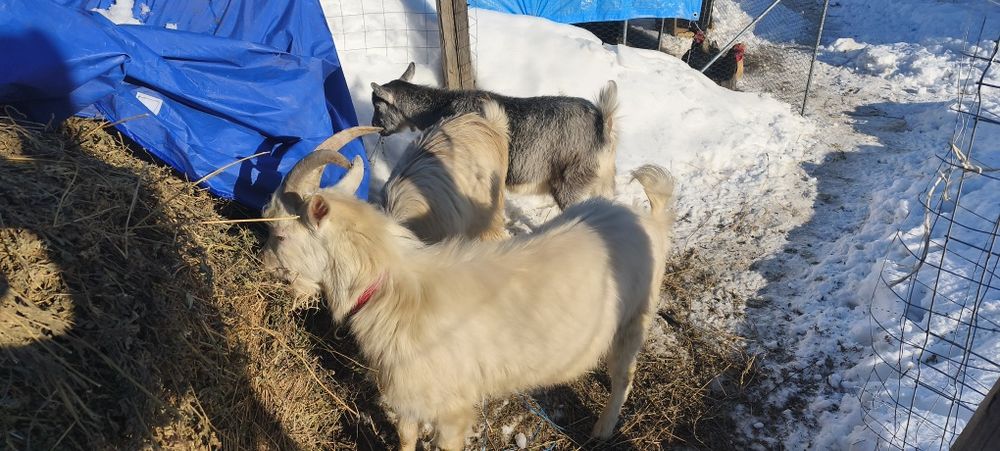 Vând două capre la prima fătare și un țap sannen sau schimb