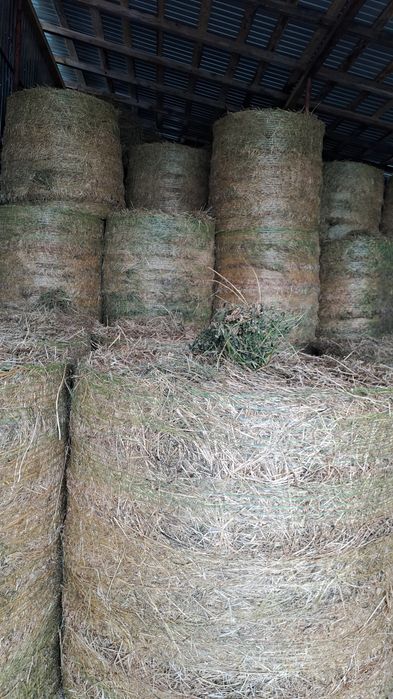 Baloti rotunzi Lucerna 125/125