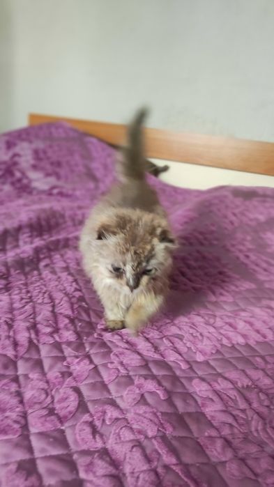 Отдам кошечку в хорошие руки