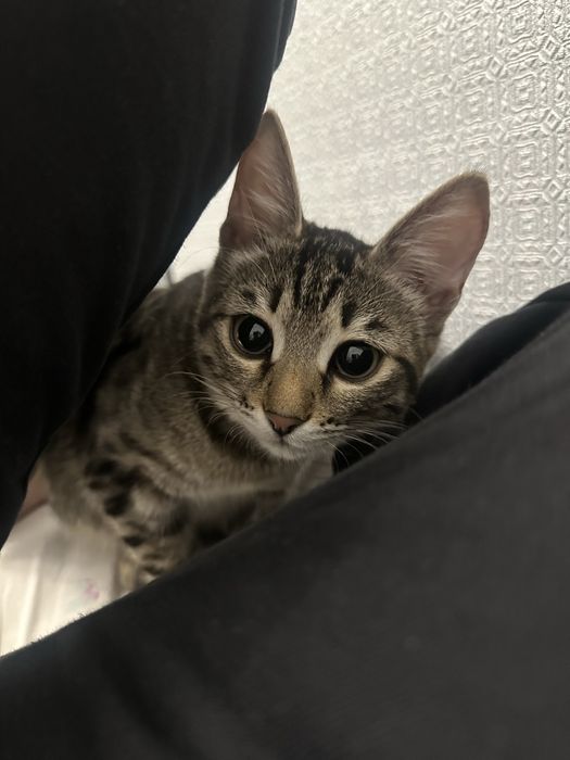 Британская кошка