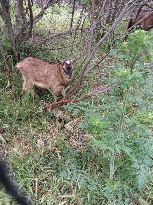 Vând tap 6 luni și jumătate