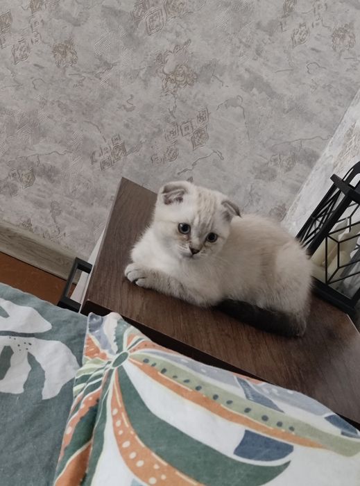 Продается котенок девочка скотиш фолд родилась 4 апреля