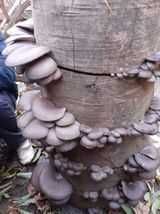 Miceliul de calitate superioară pt. Pleurotus de la Italspawn!