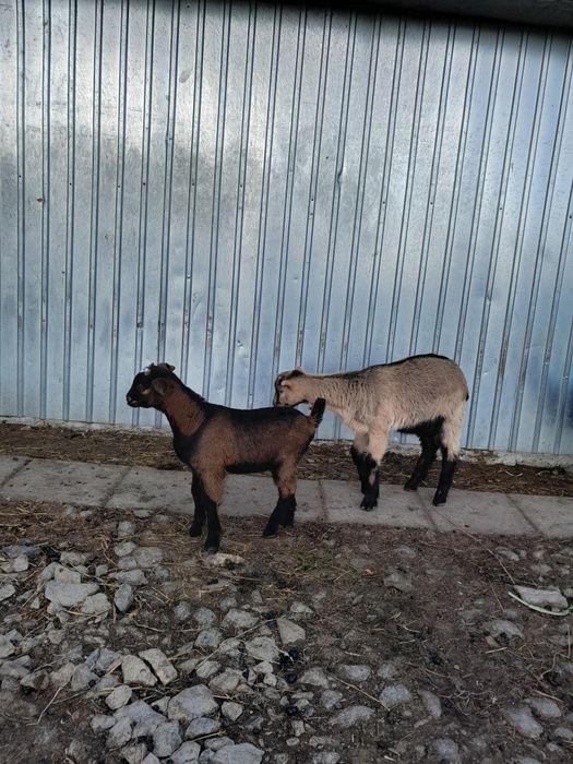 Vand iezi si un tap alpin francez