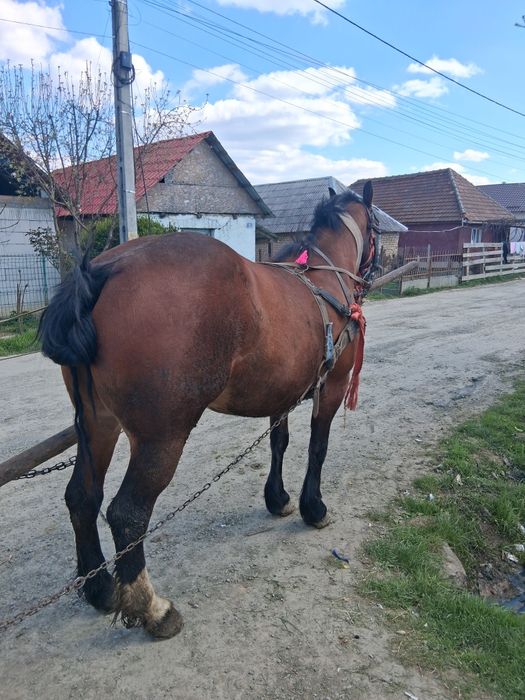 Maramureș Coltău