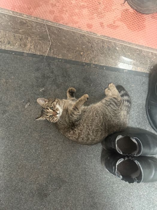 Кошка, отдам в добрые руки