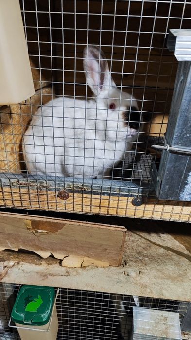 Калифорнийски зайци