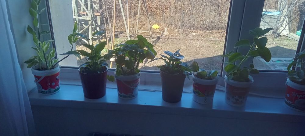 Продам комнатные цветы