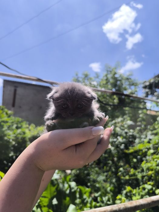 Продаю котят скотишь фолд а так же имеются 4 штуки страйд 2 месяца