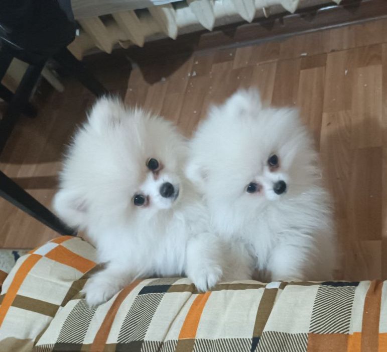 Памеранский Шпиц срочно