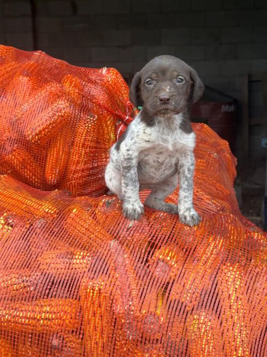 Продаётся щенок дратхара