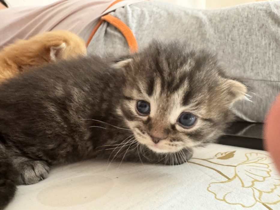 Шотландские вислоухие котята