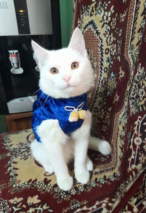 Отдам даром кота Барсик