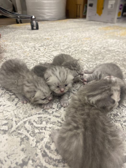 Шотландские котята