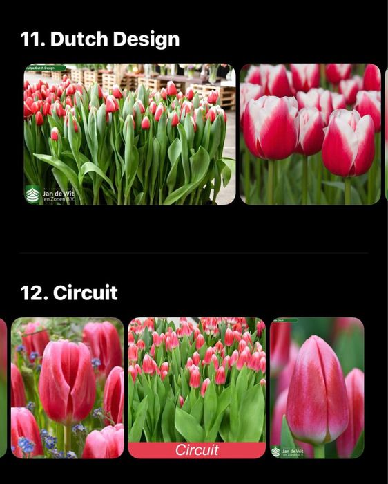 Тюльпаны оптом по 450 тг