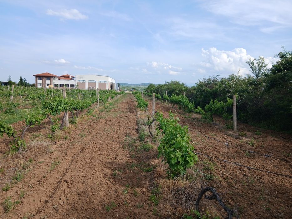 Продава се Земеделски имот в с. Карабунар, Област Пазарджик -  кв.м за 2 €/дка - Снимка #4