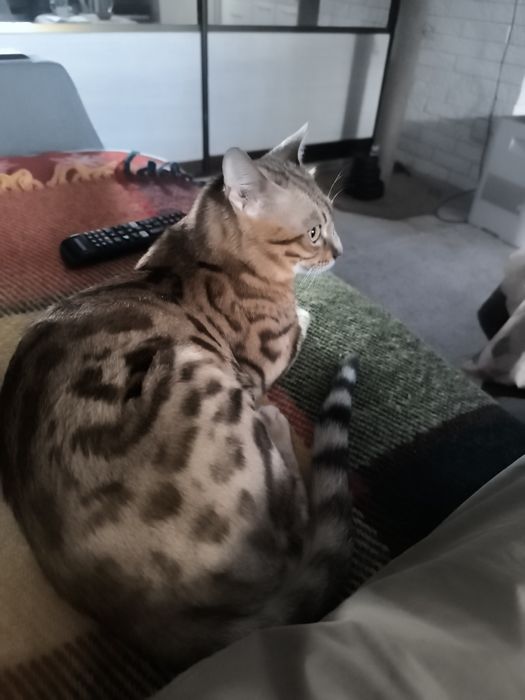 Потерялся кот Бенгал мальчик