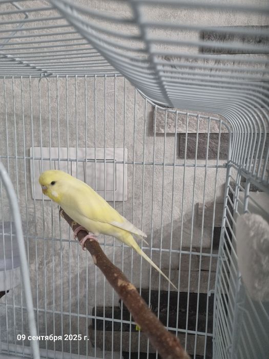 Попугай волнистый крупный