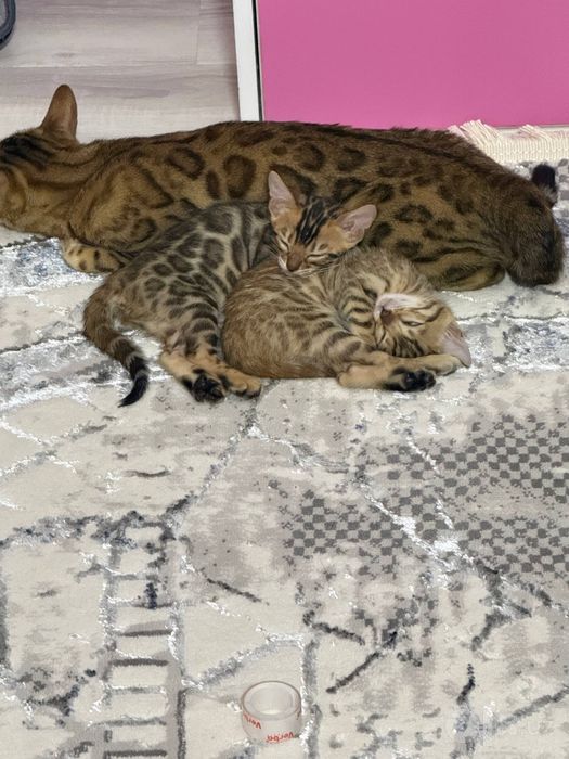 Котята продаются бенгальской породы