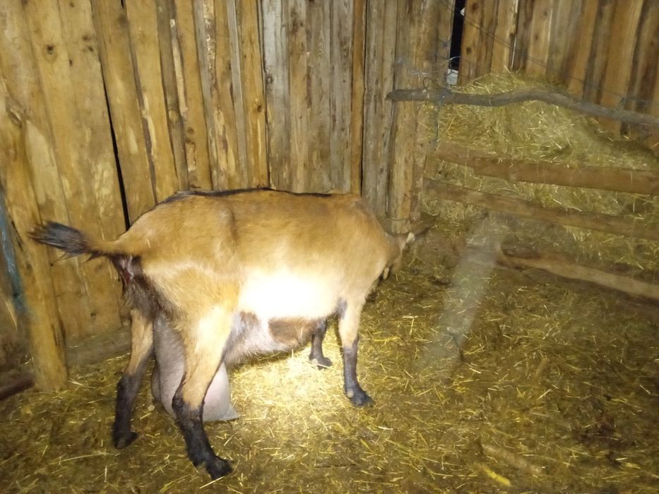 Țap Alpin de 3 ani și capre cu pedigree