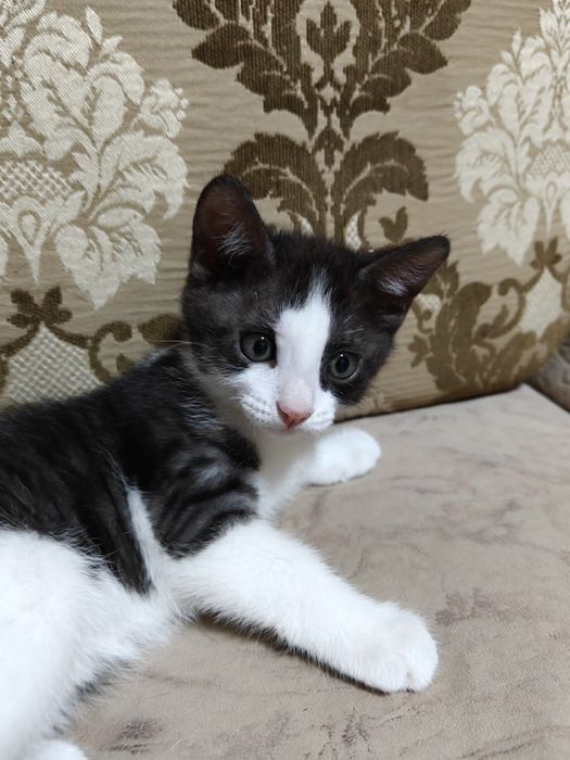 Котенок бесплатно