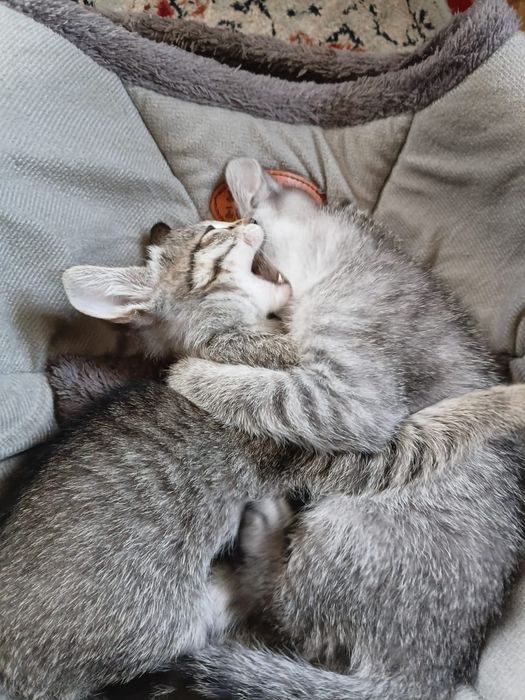 Котята сфинкс Донские