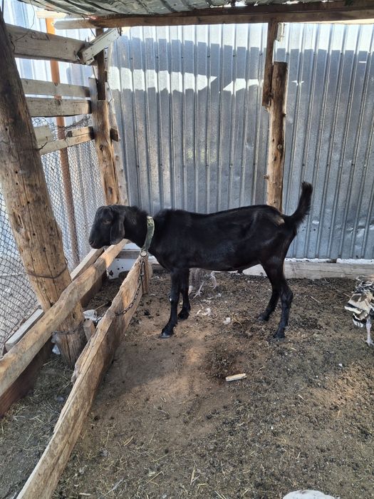 1жарым жас теке сатылады