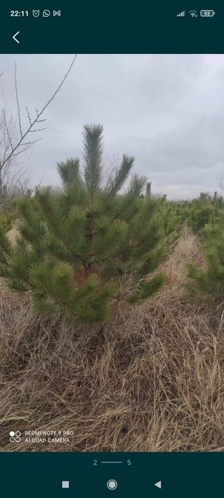 Сосна крымские обычные